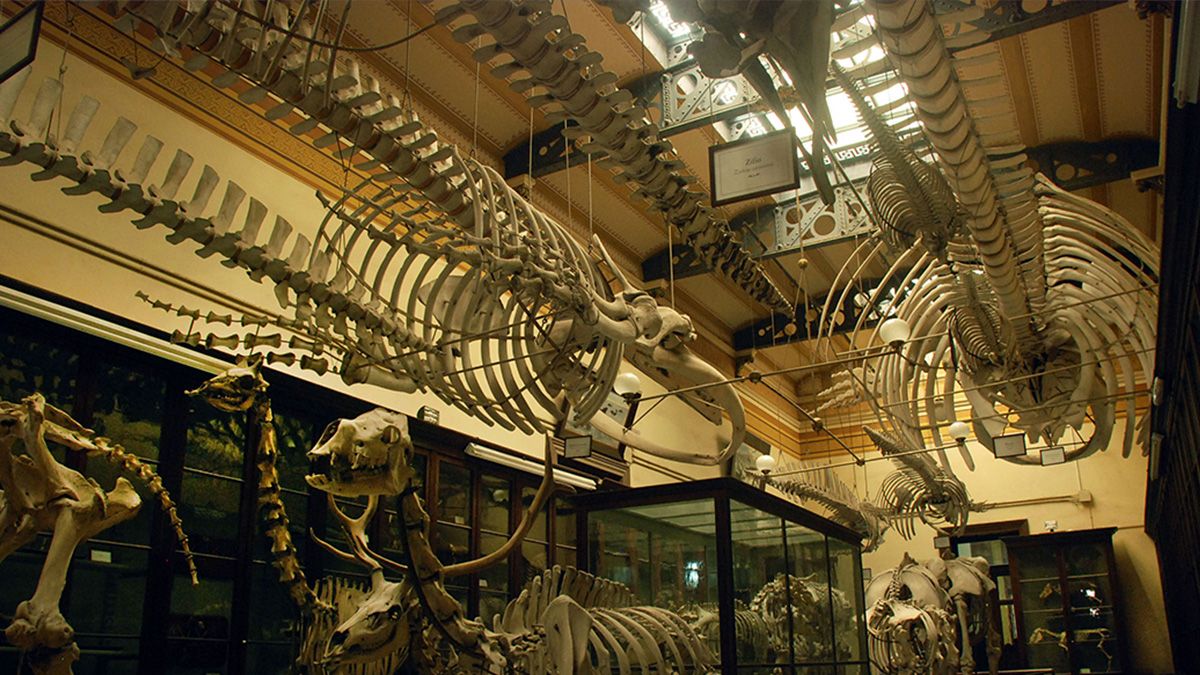 The imposing museum that is one hour from Buenos Aires: dinosaurs, mummies and more