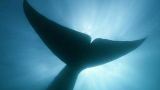 SEI, la ballena desconocida expone cómo este hallazgo científico está modificando la percepción del Golfo San Jorge, una zona históricamente asociada a la actividad hidrocarburífera, al poner en valor su extraordinaria biodiversidad marina.