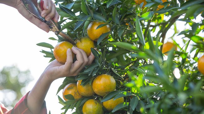 Destinarán 50 mil dólares para financiar una campaña contra la bacteria que mata a los árboles de cítricos.&nbsp;