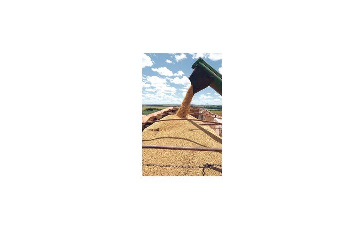 El USDA estimó que en la próxima campaña agrícola de la Argentina se obtendrá una cosecha de 50 millones de toneladas de soja.
