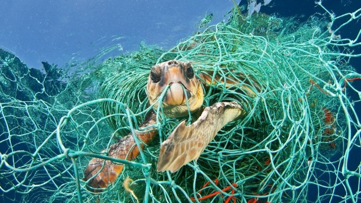 Cambio climático: tortugas marinas no pueden escapar, ni siquiera en las playas lejanas de Cuba
