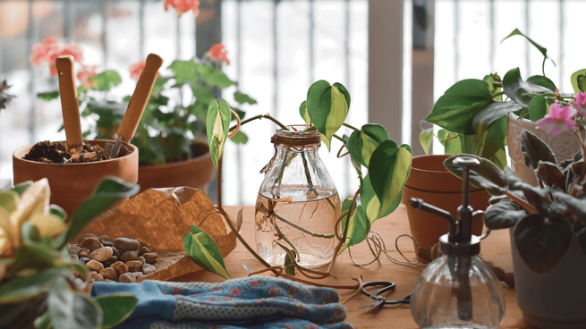 Plantas en agua: la tendencia simple que perfuma y decora sin esfuerzo.