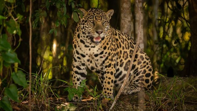 La hembra de yaguareté Janaína fue registrada junto a dos crías mediante cámaras trampa en el área protegida de Iguazú.