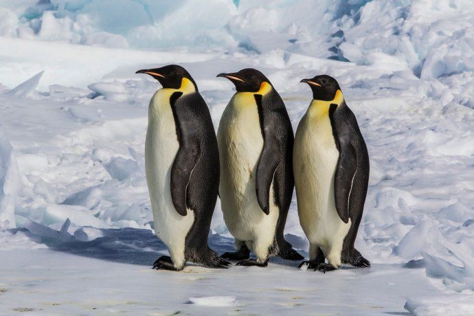La pérdida de la banquisa afecta la reproducción de los pingüinos emperador.