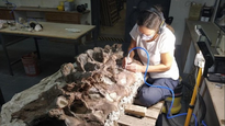 Los huesos encontrados tienen una datación estimada de 155 a 160 millones de años.