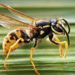 Crece la presencia de avispas carnívoras en la patagonia. Crece la presencia de avispas carnívoras en la patagonia.