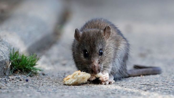 Rats retain a bad image to promote plague in the fourteenth century.