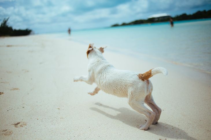 It is important to protect dogs from the sun during the summer. It is important to protect dogs from the sun during the summer.