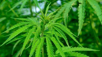 Los deportistas podrán usar aceite de cannabis para sus deportes.