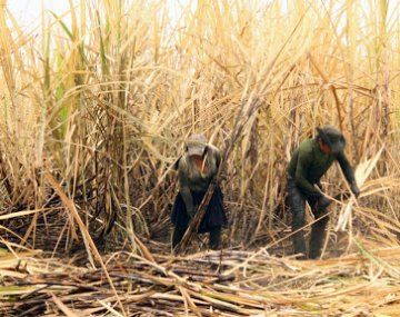 El gobierno tucumano pedrirá la excepción a la cuarentena para la zafra azucarera