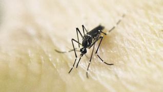 Alerta epidemiológica ante la propagación del dengue.&nbsp;