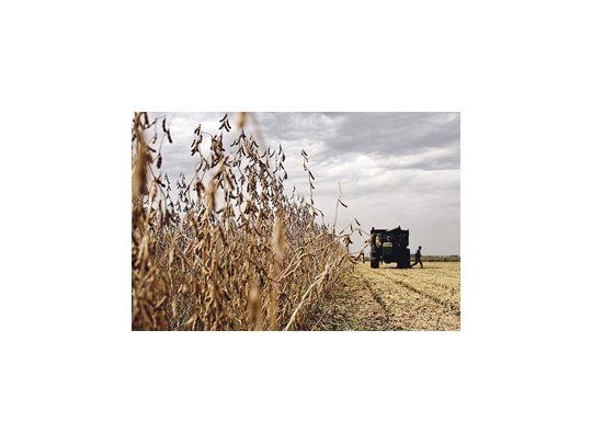 El Ministerio de Agricultura estimó en 51,3 millones de toneladas la actual cosecha de soja. La expectativa de una trilla un 27,9% superior a la de la campaña pasada se sustenta en los buenos rendimientos.