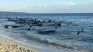 Más de 160 ballenas quedaron varadas en la costa de Australia.