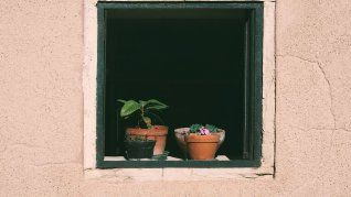 La manera en la que se plantan los brotes en las macetas puede afectar a su crecimiento.