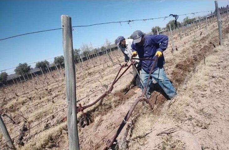 Trabajos culturales en finca vitivinícola: las tareas de mantenimiento y preparación del suelo son clave para sostener rendimiento, calidad y competitividad exportadora Trabajos culturales en finca vitivinícola: las tareas de mantenimiento y preparación del suelo son clave para sostener rendimiento, calidad y competitividad exportadora
