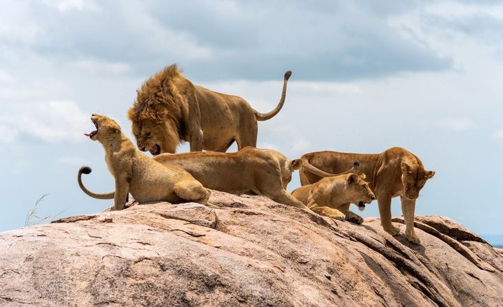 The national park is recognized for its wildlife. The national park is recognized for its wildlife.