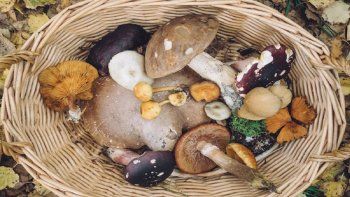 Hongos comestibles.&nbsp;