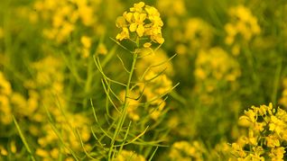La colza es una oleaginosa que pude utilizarse para la fabricación de biocombustibles.
