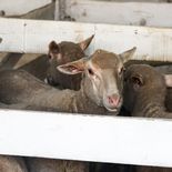 Las exportaciones ovinas crecieron un 45% en el primer trimestre. Las exportaciones ovinas crecieron un 45% en el primer trimestre.