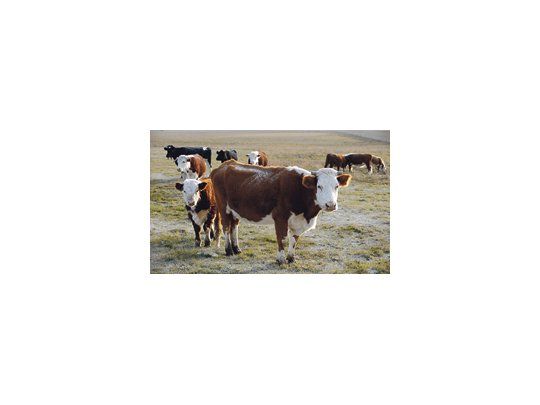 Productores de Amanao y Choya, en Catamarca, solicitaron que se declare la emergencia ganadera en la región por la falta de pasturas para alimentar a los animales.