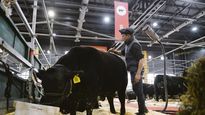 expo rural: la ganaderia busca crecer en produccion