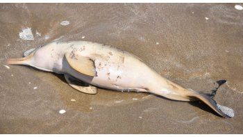 Desde la Fundación Mundo Marino alertaron que es probable que aparezcan nuevos ejemplares sin vida en las playas