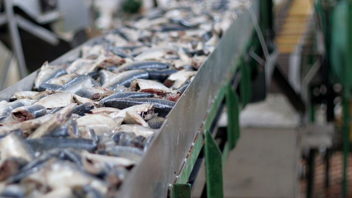 The Government modified the export tariff scheme for various fishery products