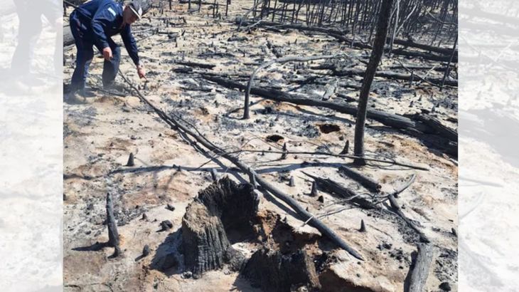 La imagen clave: el tronco donde se habría iniciado el incendio fue incorporado como prueba central en la causa judicial. La imagen clave: el tronco donde se habría iniciado el incendio fue incorporado como prueba central en la causa judicial.