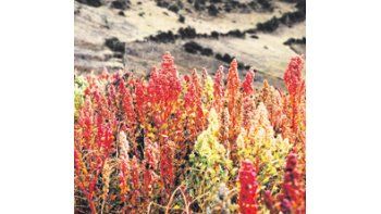 Bolivia es el principal productor mundial de quinua. En 2009 produjo más de 29.000 toneladas, que representan el 46% de la producción mundial.