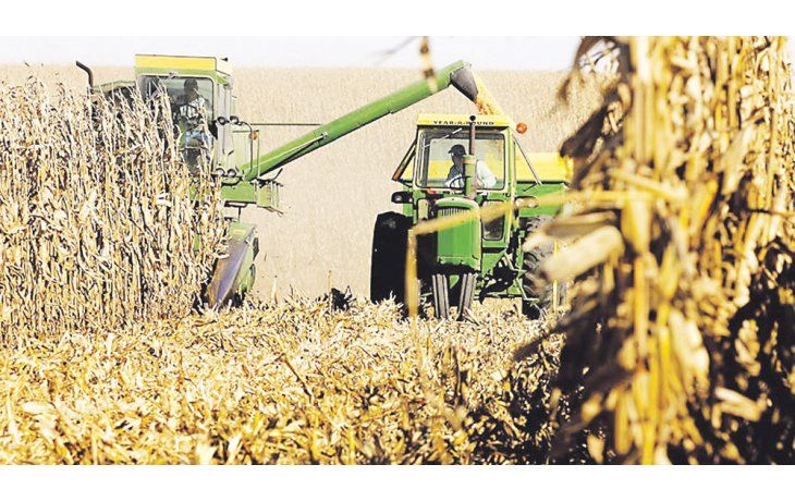 ámbito.com | Todo sobre el maíz. En este caso los fondos ya habían descontado los grandes rendimientos con ventas fuertas por lo que las cotizaciones finalmente no bajaron como se vaticinaba.