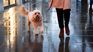 La lluvia no es impedimento para pasear a tu mascota, siempre y cuando tengas en cuenta los cuidados posteriores.
