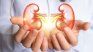 The good health of the kidneys is essential to maintain balance in the body. The good health of the kidneys is essential to maintain balance in the body.
