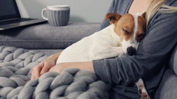 ¿Cómo impacta tener una mascota en tu estado de ánimo?