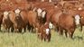 The government has committed to reducing methane emissions in the coming years. The government has committed to reducing methane emissions in the coming years.