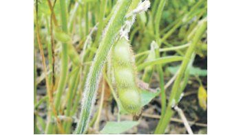 La soja de primera, está entrando al final del período de llenado de grano: 90% está en perfecta situación
