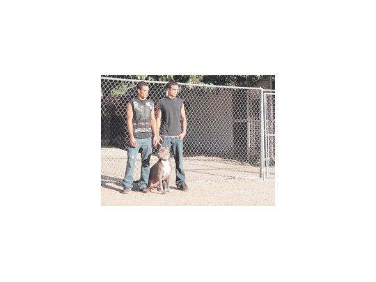 PIT BULLS Y CONVICTOS