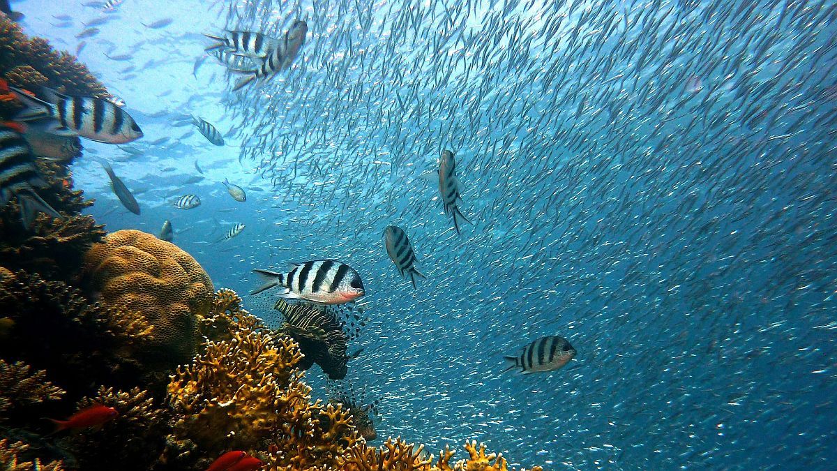 The terrifying discovery of a strange fish in Singapore that caused panic on a tourist beach