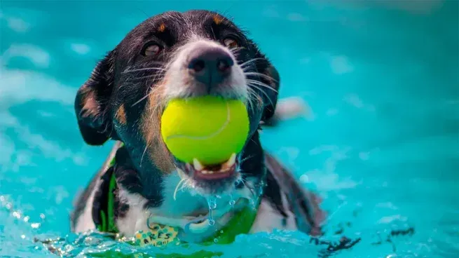 La pérdida total de apetito, el letargo fuera de lo habitual, signos evidentes de deshidratación o cambios bruscos de conducta pueden requerir la intervención de un profesional.&nbsp;