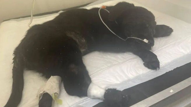 Un criadero fue denunciado por maltrato animal y comercialización ilegal.