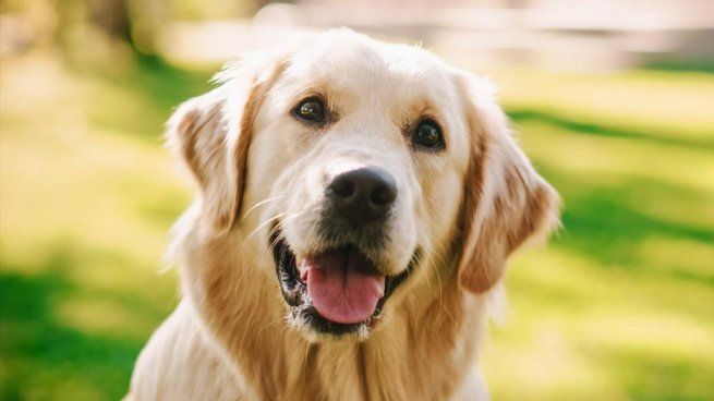 Hay ciertas razas de perros que son conocidas por tener más afinidad con los humanos, y los expertos las recomiendan para familias u hogares con niños.