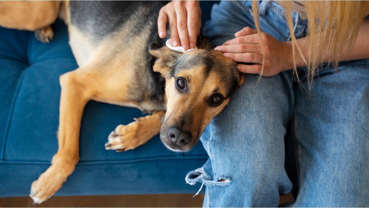 Cases of fleas in pets increase due to heat: how to care for and protect our animals