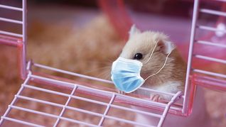 2.000 hámsteres en 34 tiendas de mascotas e instalaciones de almacenamiento serían sacrificados humanitariamente