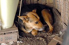 Una perra rescató y cobijó a un bebé abandonado