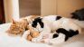 Un análisis reveló cómo nuestros gatos comparten espacio, las claves para evitar conflictos y fomentar relaciones armoniosas en hogares con varios felinos. 