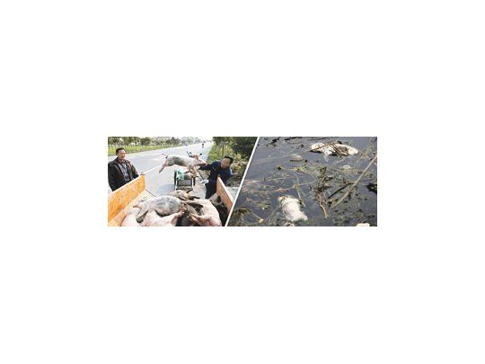 Unos 5.916 cadáveres de cochinillos y cerdos adultos, algunos de los cuales pesaban más de 150 kilos, fueron sacados de las aguas del río Huangpu .