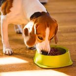 Los snack refrescantes para los perros en verano. Los snack refrescantes para los perros en verano.