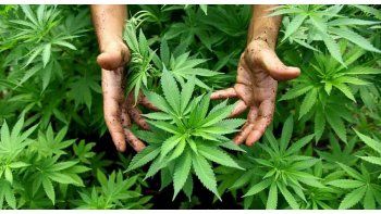La marihuana con fines medicinales en el centro del debate político