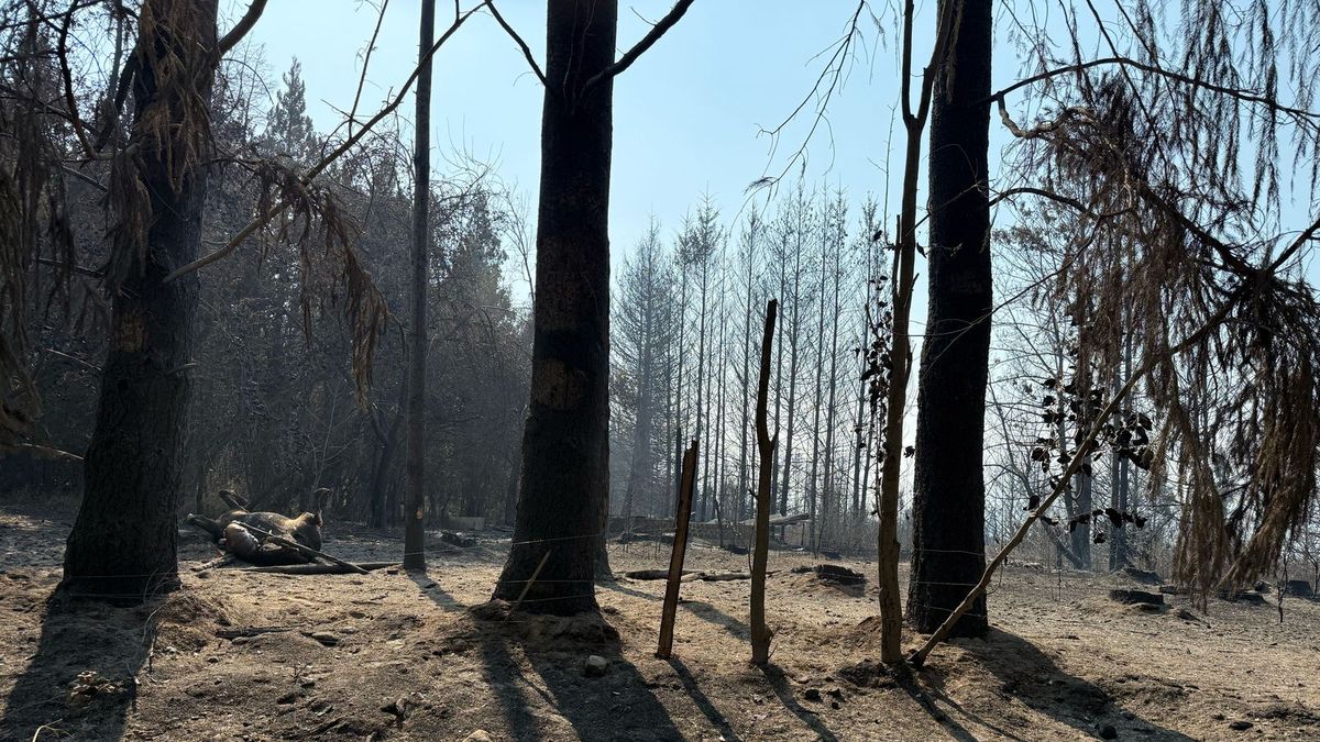Fires in El Bolsón: they find a key track at a fire starting point