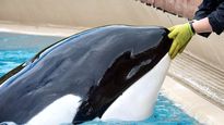 murio la orca mas triste del mundo, tras 40 anos de cautiverio en canada