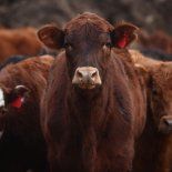 Importación de carne: Se duplicará este año, alcanzando 65.000 toneladas, principalmente desde Brasil. Importación de carne: Se duplicará este año, alcanzando 65.000 toneladas, principalmente desde Brasil.